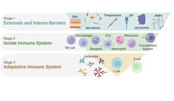 What plays specialized roles in both the lymphatic and immune systems?