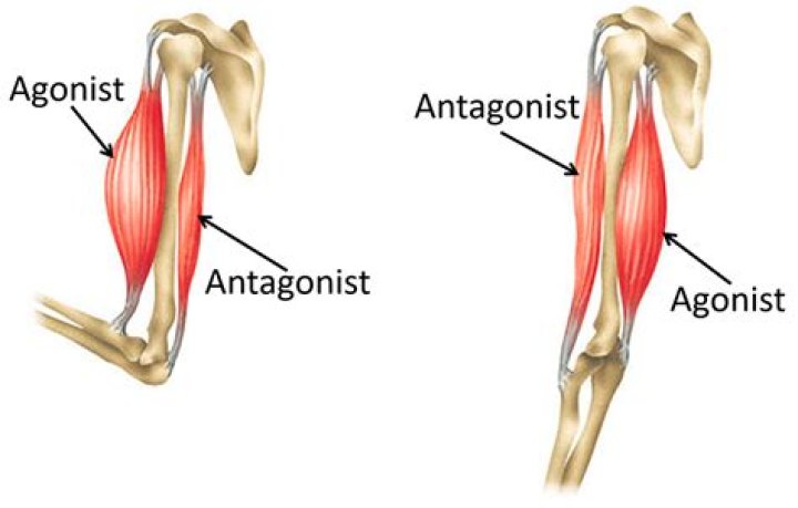 Which muscles are antagonists of the biceps femoris?