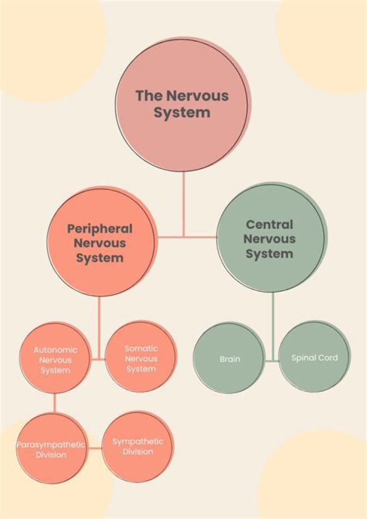 Which of the following is considered to be the fundamental building block of the nervous system?