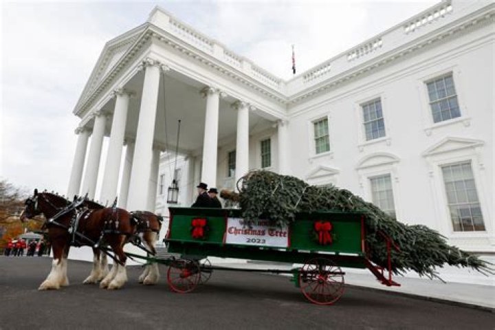 Why did Roosevelt ban Christmas trees in the White House?