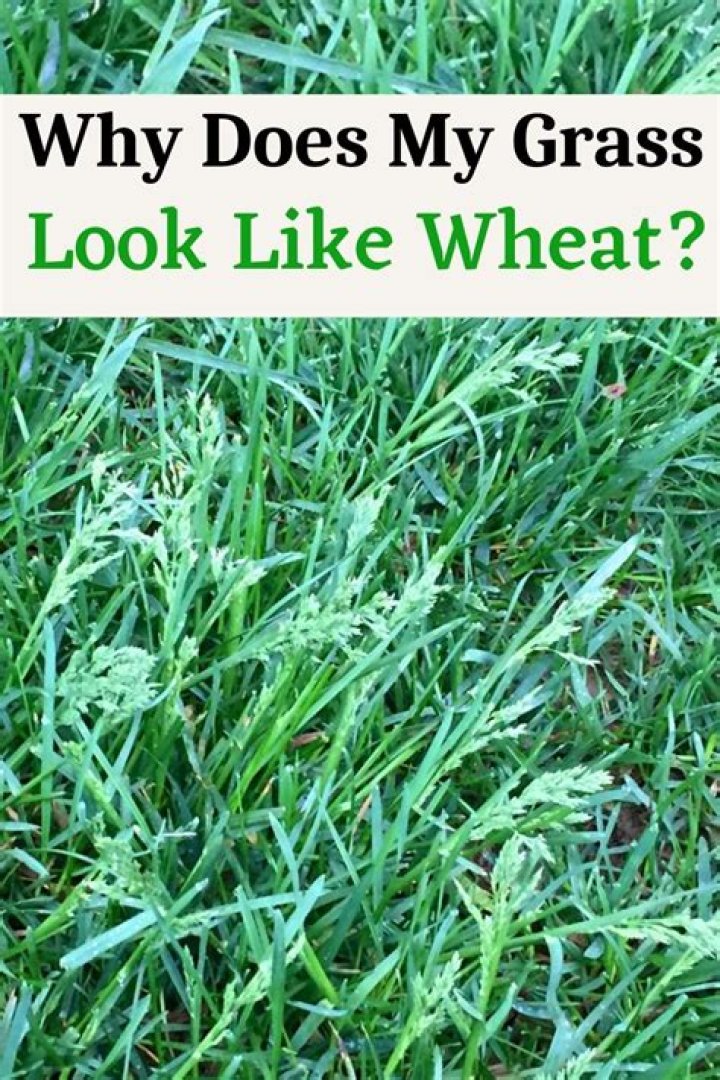 Why does grass look green?