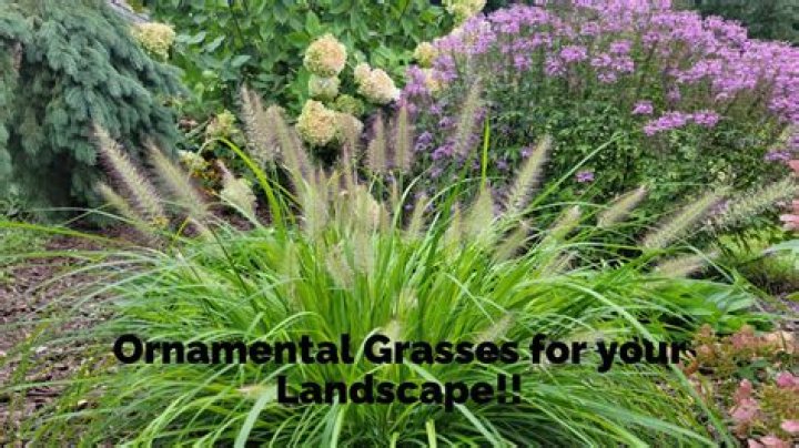 Why does my ornamental grass fall over?